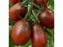 Lataa kuva Galleria-katseluun, Black Plum