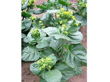 Ladda upp bild till gallerivisning, Mahorka