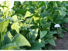 Lataa kuva Galleria-katseluun, Cherry Red