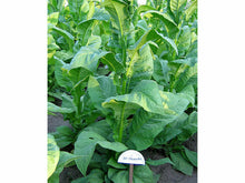 Lataa kuva Galleria-katseluun, Cherry Red