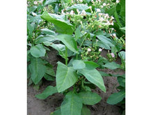 Ladda upp bild till gallerivisning, Ahhh