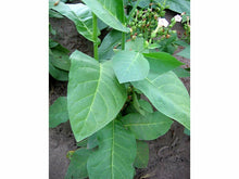 Ladda upp bild till gallerivisning, Ahhh