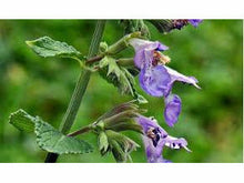 Lataa kuva Galleria-katseluun, Aitokissanminttu