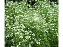 Ladda upp bild till gallerivisning, Anis gräs