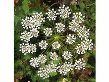 Ladda upp bild till gallerivisning, Anis gräs