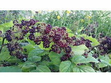 Ladda upp bild till gallerivisning, Tartuaralia