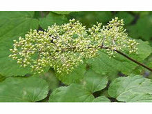 Ladda upp bild till gallerivisning, Tartuaralia