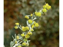 Lataa kuva Galleria-katseluun, Koiruoho