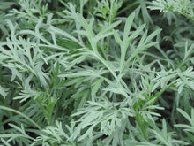 Lataa kuva Galleria-katseluun, Koiruoho