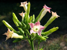 Lataa kuva Galleria-katseluun, Banana Leaf