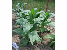 Lataa kuva Galleria-katseluun, Banana Leaf