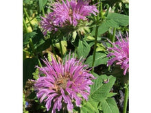 Lataa kuva Galleria-katseluun, Preeriaväriminttu