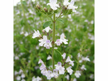 Ladda upp bild till gallerivisning, Rock mint