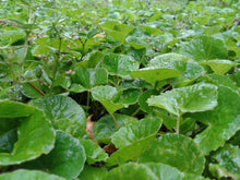 Lataa kuva Galleria-katseluun, Rohtosammakonputki