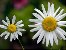 Lataa kuva Galleria-katseluun, Luomu Kamomillasaunio