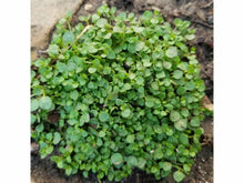 Ladda upp bild till gallerivisning, Corsican Mini Mint