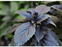 Lataa kuva Galleria-katseluun, Luomu Basilika Dark Opal