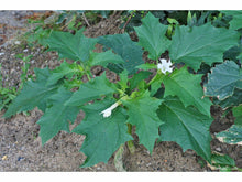 Lataa kuva Galleria-katseluun, Hulluruoho