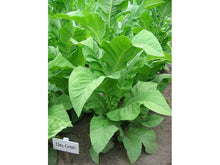 Ladda upp bild till gallerivisning, Dell guld