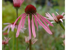 Lataa kuva Galleria-katseluun, Rohtopäivänhattu