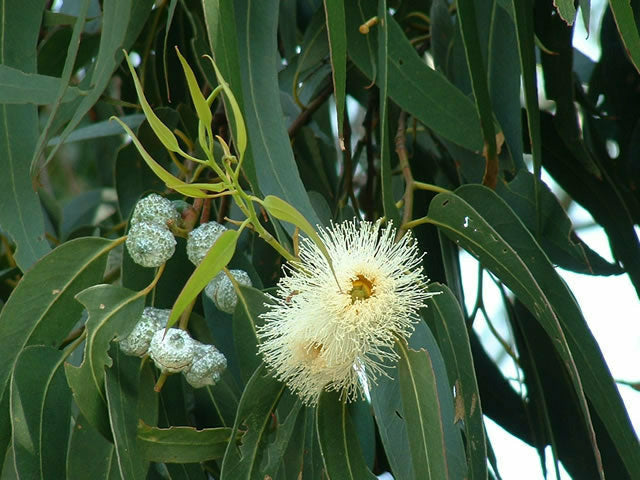 Kuume-Eukalyptus