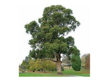 Lataa kuva Galleria-katseluun, Kuume-Eukalyptus