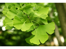 Lataa kuva Galleria-katseluun, Neidonhiuspuu