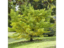 Lataa kuva Galleria-katseluun, Neidonhiuspuu