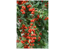 Ladda upp bild till gallerivisning, gojibär