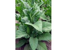 Lataa kuva Galleria-katseluun, Golden Harvest