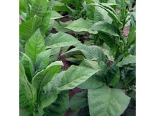 Lataa kuva Galleria-katseluun, Golden Harvest