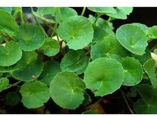 Lataa kuva Galleria-katseluun, Rohtosammakonputki