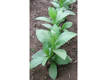 Lataa kuva Galleria-katseluun, Goyano