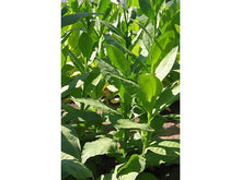 Lataa kuva Galleria-katseluun, Goyano