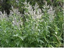 Ladda upp bild till gallerivisning, Grå mynta