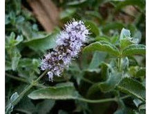 Ladda upp bild till gallerivisning, Grå mynta