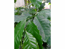 Lataa kuva Galleria-katseluun, Hawaiian Kona, kahvi