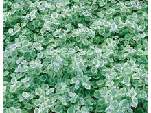 Lataa kuva Galleria-katseluun, Siruhopeakäpälä