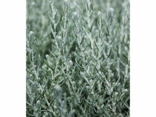 Lataa kuva Galleria-katseluun, Siruhopeakäpälä