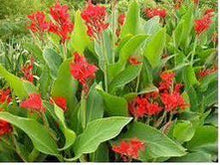 Ladda upp bild till gallerivisning, Indiskt lager