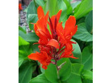 Ladda upp bild till gallerivisning, Indiskt lager