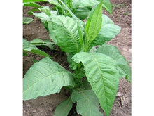 Lataa kuva Galleria-katseluun, Jaffna