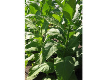 Lataa kuva Galleria-katseluun, Jaffna