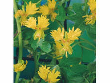 Lataa kuva Galleria-katseluun, Kanariankrassi