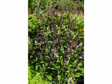 Lataa kuva Galleria-katseluun, Kanelibasilika