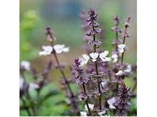 Lataa kuva Galleria-katseluun, Kanelibasilika