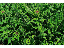 Ladda upp bild till gallerivisning, Bitterljuv