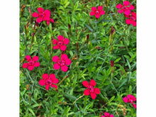 Lataa kuva Galleria-katseluun, Ketoneilikka