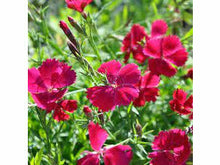 Lataa kuva Galleria-katseluun, Ketoneilikka