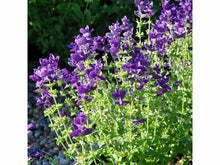 Lataa kuva Galleria-katseluun, Kirjosalvia, Pink Sundea